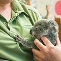 Koala mit ihrer Pflegerin © WWF Australien