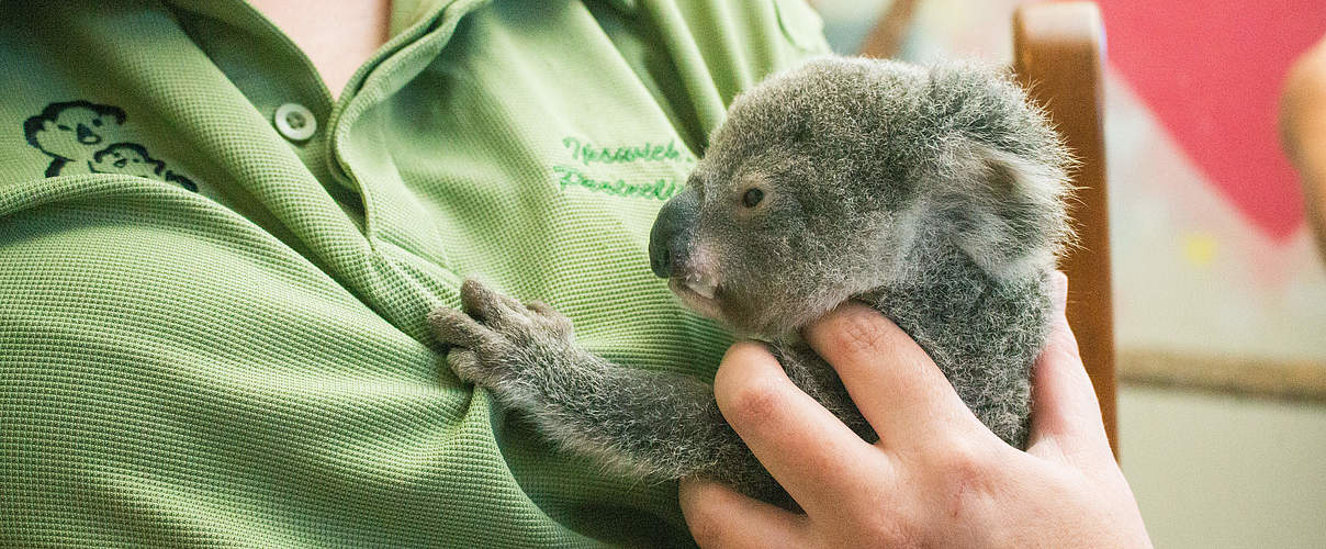 Koala mit ihrer Pflegerin © WWF Australien