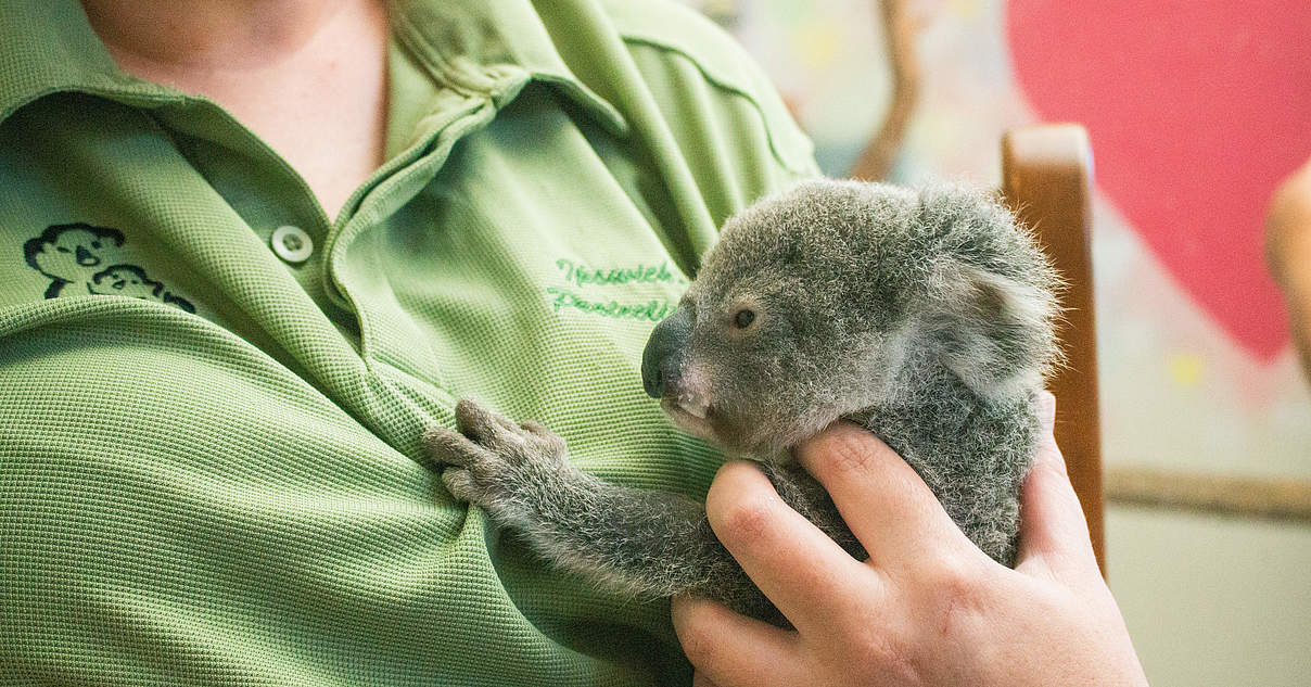 Ein Tag im Leben einer Koala-Pflegerin | WWF