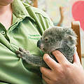 Koala mit ihrer Pflegerin © WWF Australien