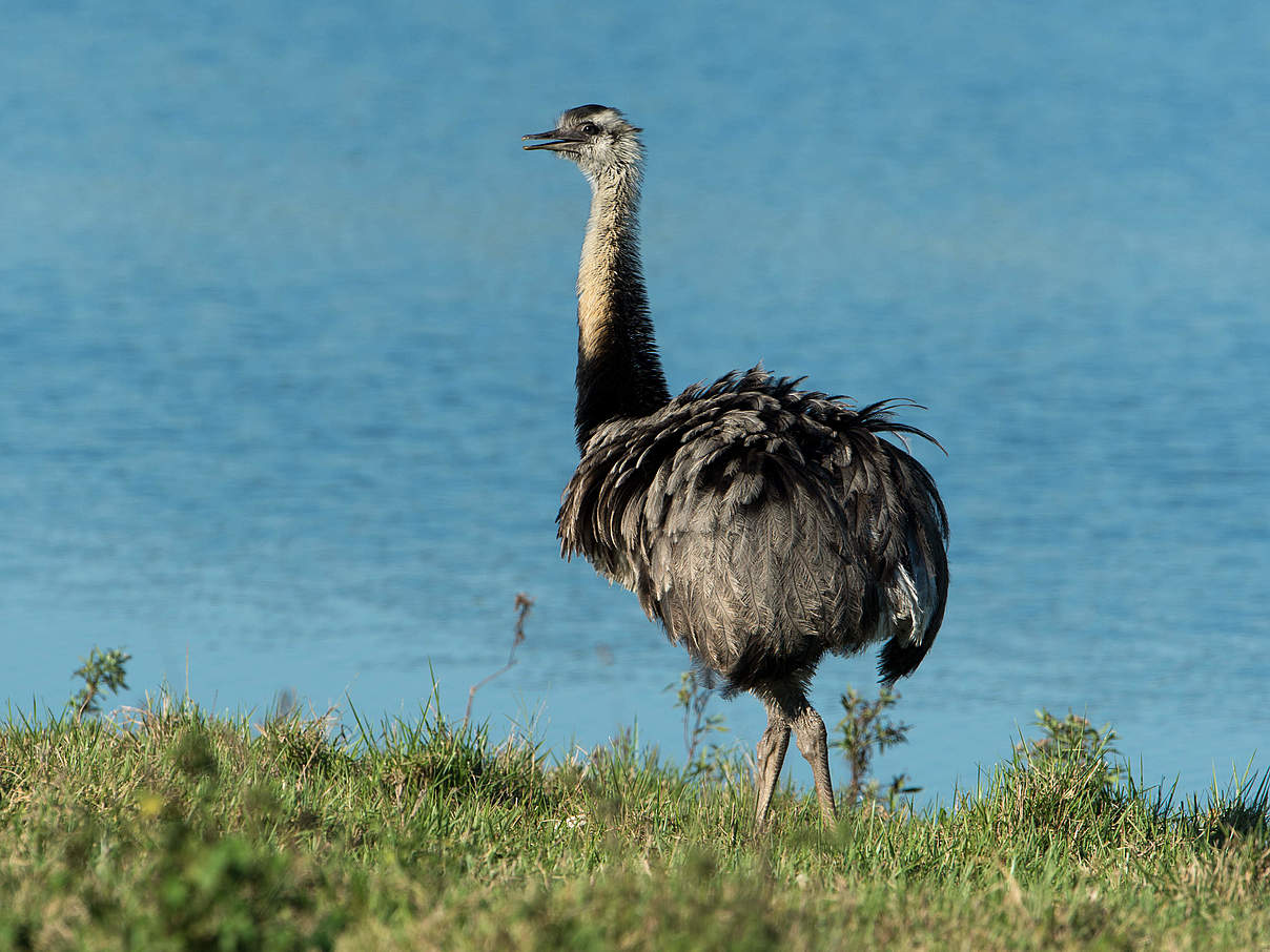 Nandu © Ralph Frank / WWF