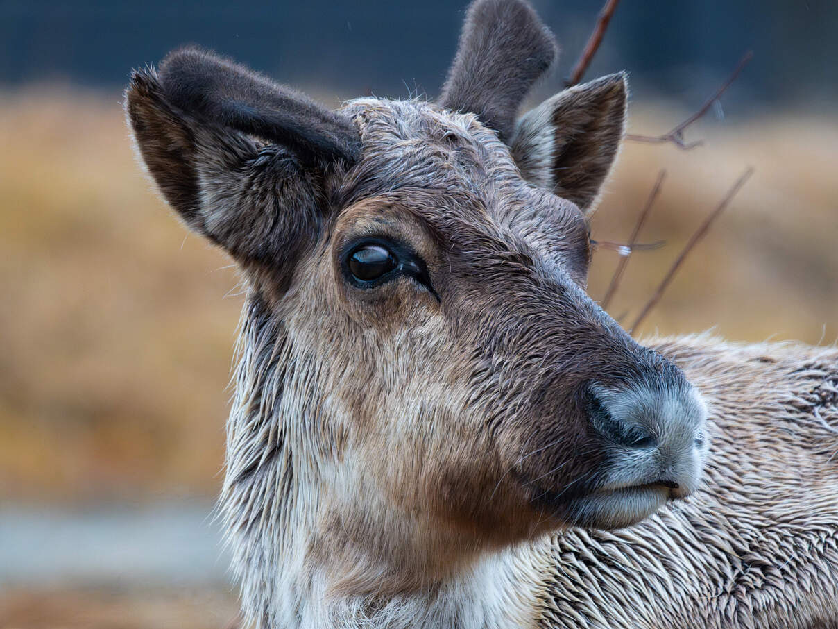 Portrait eines jungen Rentiers