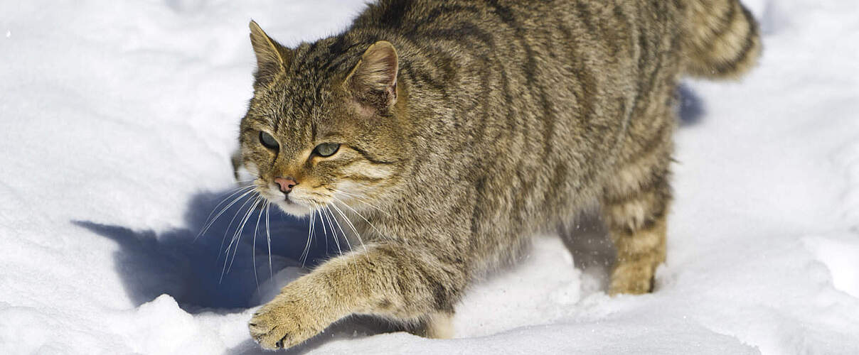 Wildkatze im Schnee