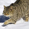 Wildkatze im Schnee