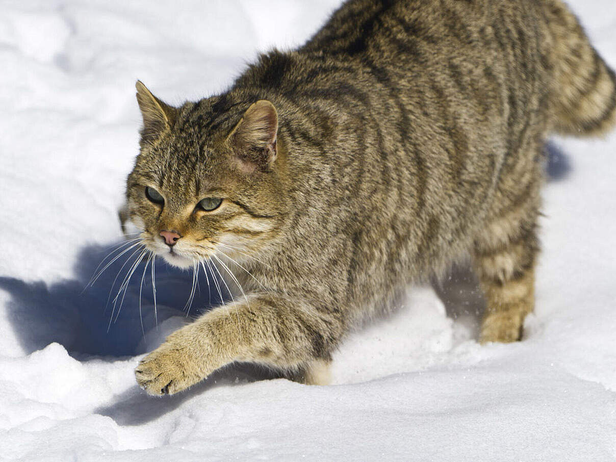 Wildkatze im Schnee