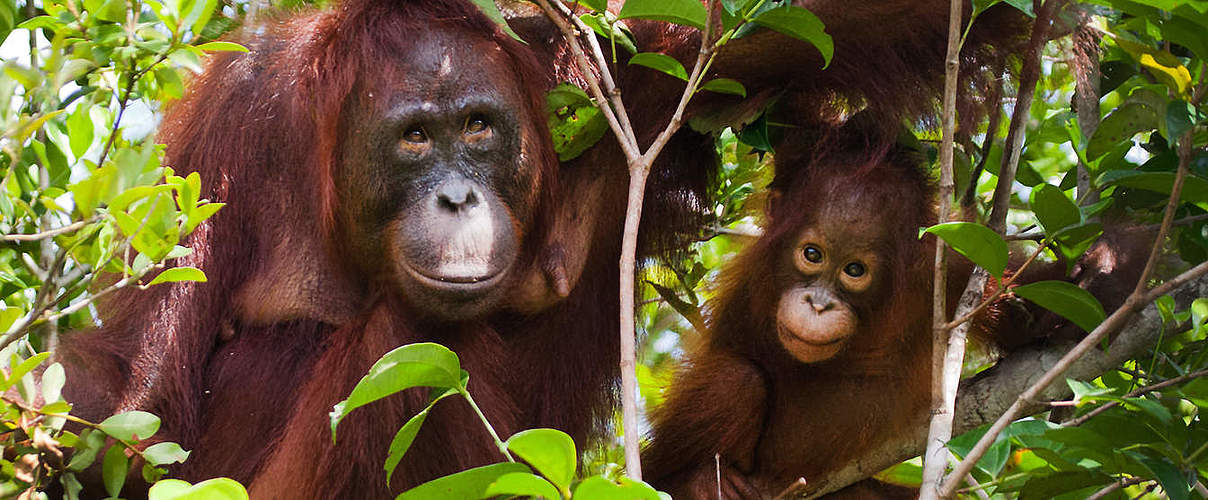 Hintergrundbild zu Ihrer Orang Utan-Patenschaft © Andrey Gudkov / iStock / Getty Images