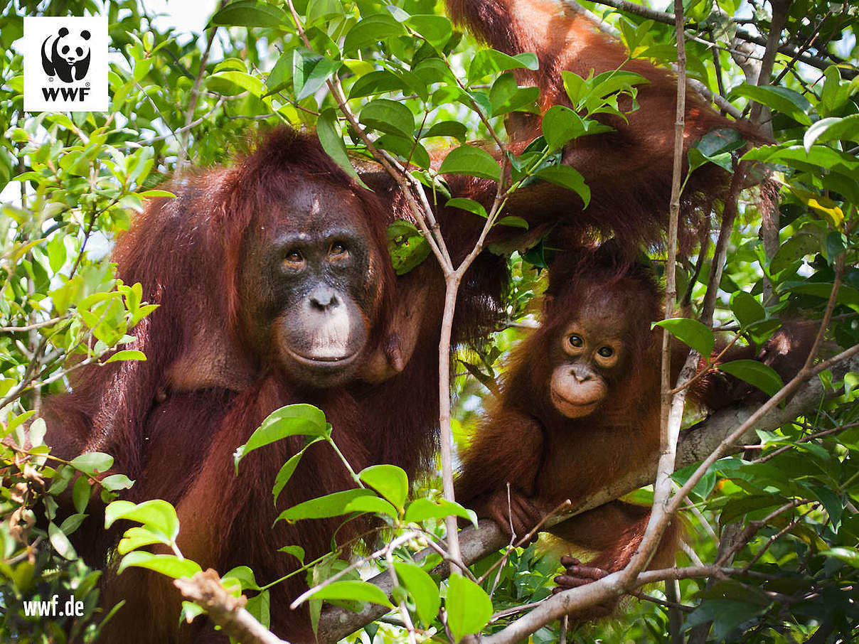 Hintergrundbild zu Ihrer Orang Utan-Patenschaft © Andrey Gudkov / iStock / Getty Images