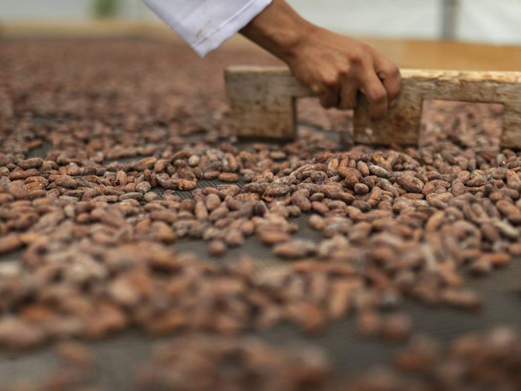 Die Kakaobohnen werden zur Weiterverarbeitung vorbereitet © Gabriel Vanerio / WWF Ecuador 