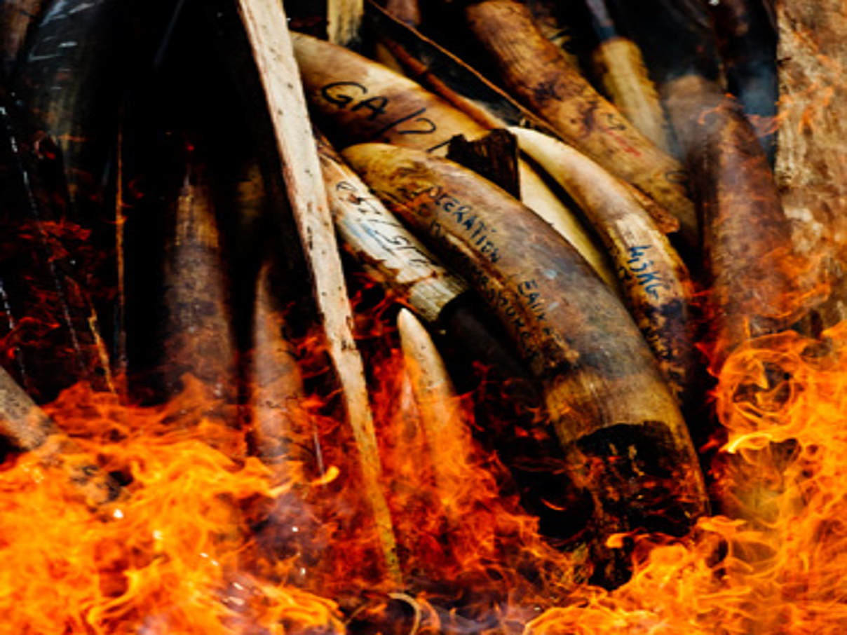 Elfenbein wird verbrannt. © James Morgan / WWF