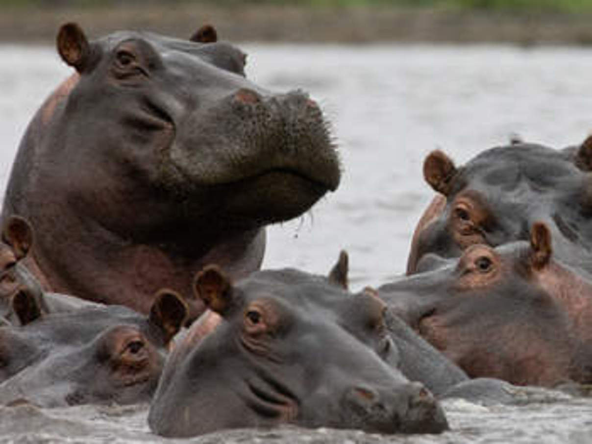 Flusspferde © Michael Poliza / WWF