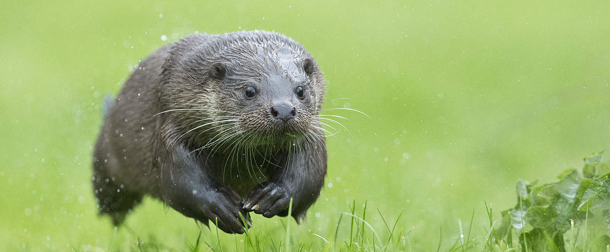 Auch an Land können Fischotter richtig schnell sein © naturepl.com / Andy Rouse / WWF