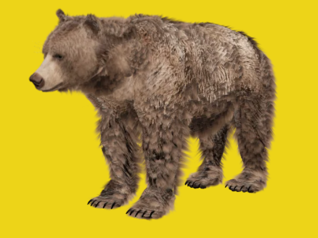 AR-Bär © WWF