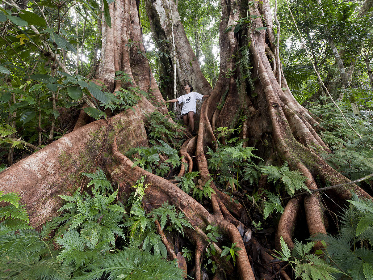 Wald Wurzeln Baum © Juergen Freund / WWF