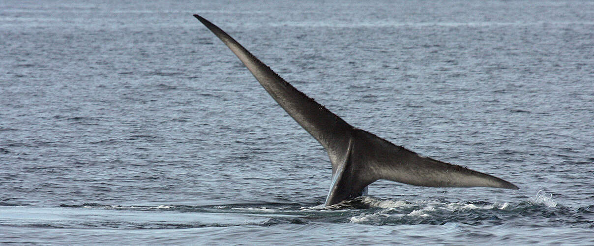Blauwal Fluke © Francisco Viddi / WWF