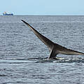 Blauwal Fluke © Francisco Viddi / WWF