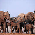 Elefantengruppe in Namibia © Martin Harvey / WWF