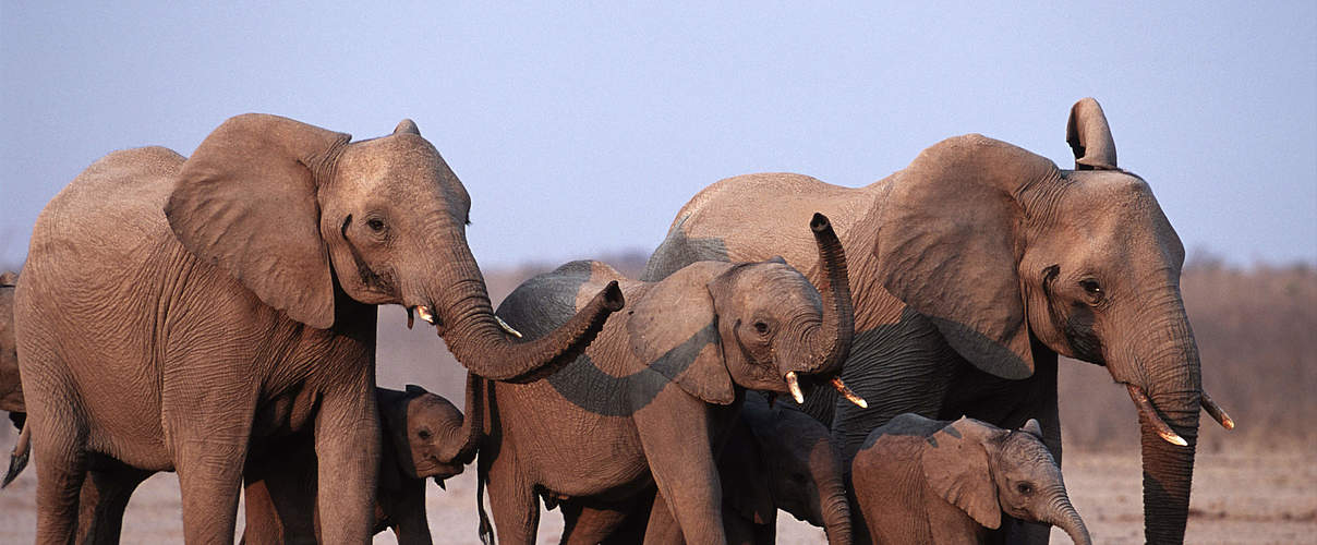 Elefantengruppe in Namibia © Martin Harvey / WWF