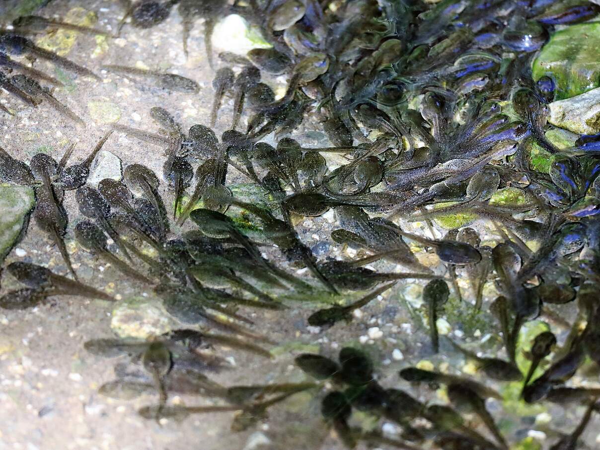 Kaulquappen im Wasser 