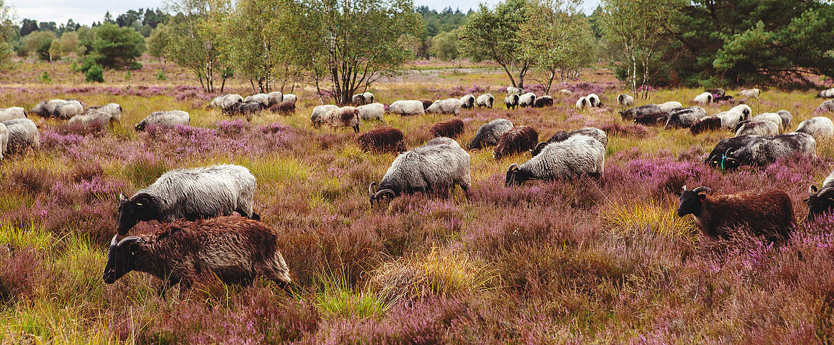 Schafe in der Lüneburger Heide