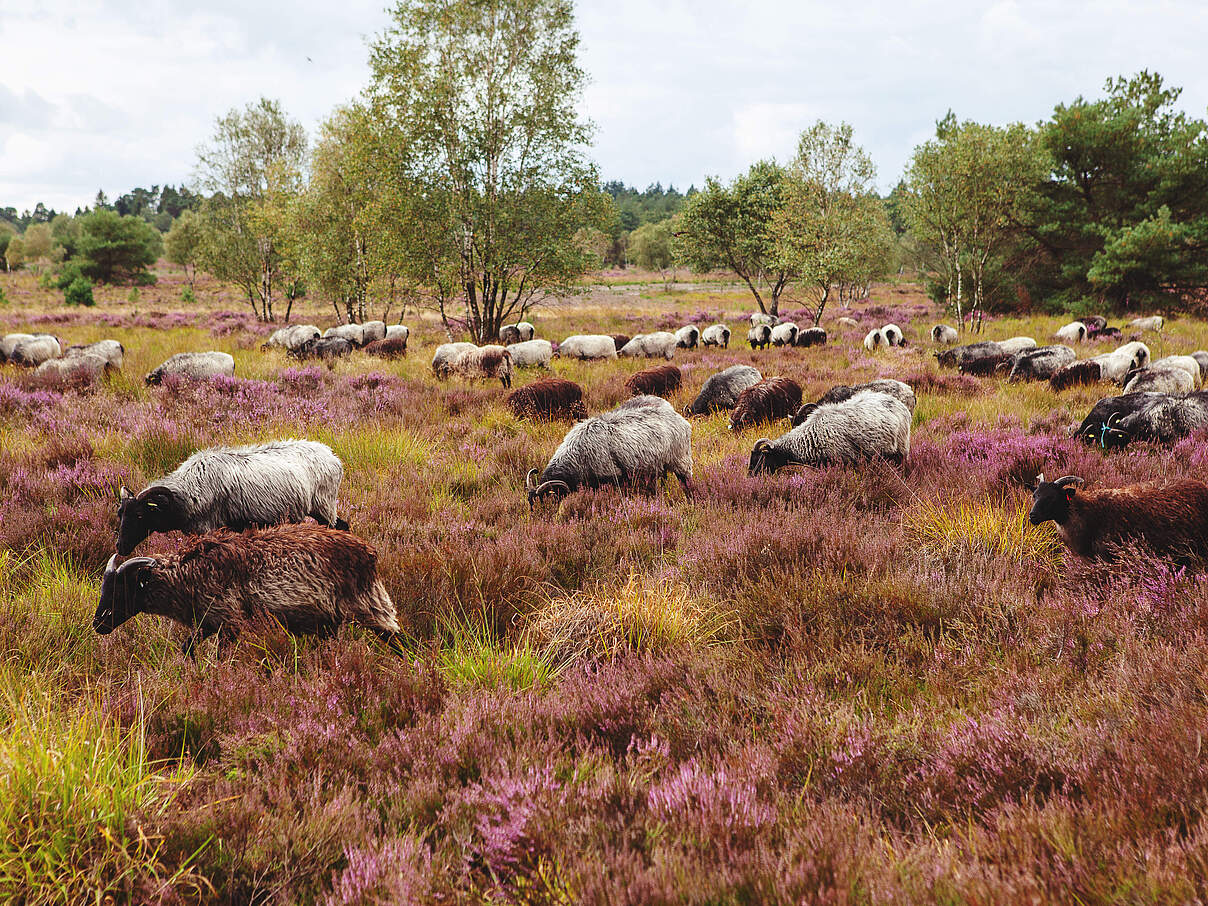 Schafe in der Lüneburger Heide