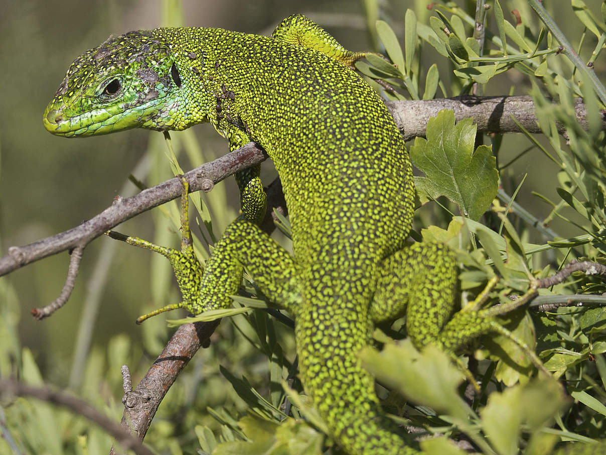 Westliche Smaragdeidechse © Wild Wonders of Europe / Florian Moellers / WWF