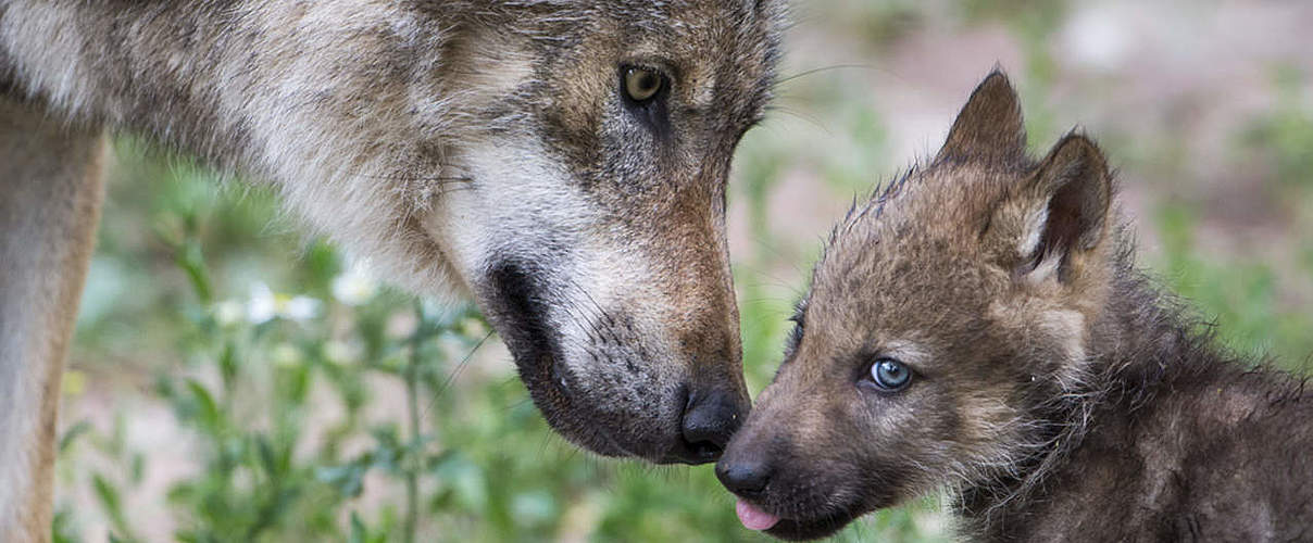 Hintergrundbild zu Ihrer Wolf-Patenschaft © Ralph Frank / WWF