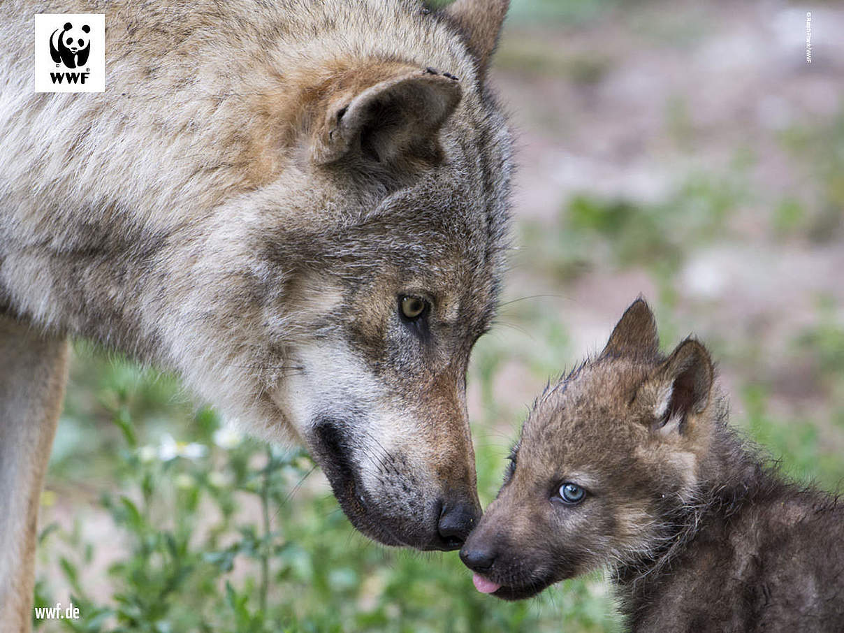 Hintergrundbild zu Ihrer Wolf-Patenschaft © Ralph Frank / WWF