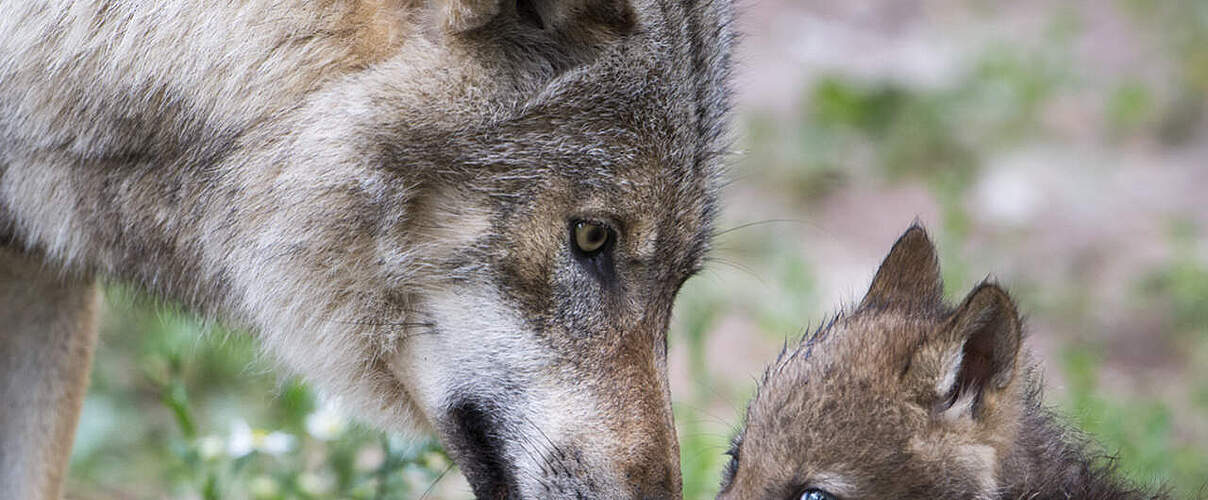 Hintergrundbild zu Ihrer Wolf-Patenschaft © Ralph Frank / WWF