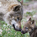 Hintergrundbild zu Ihrer Wolf-Patenschaft © Ralph Frank / WWF
