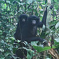 Bonobos in Salonga in der Kamerafalle