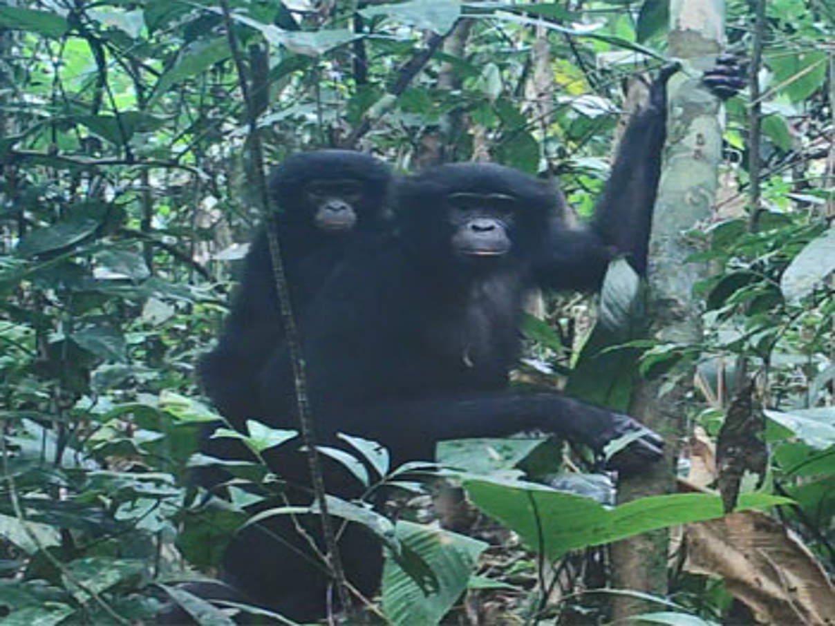 Bonobos in Salonga in der Kamerafalle