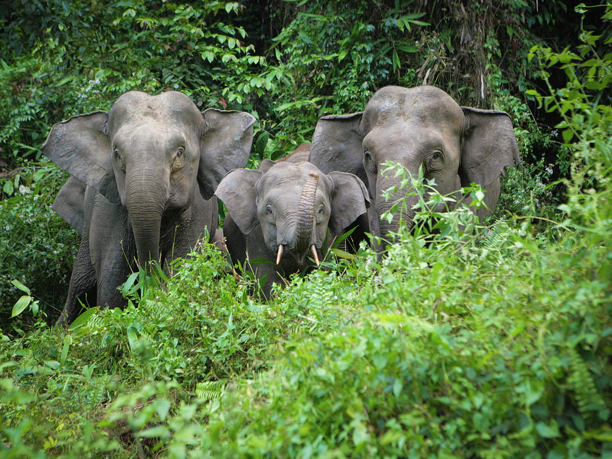Borneo-Elefant © WWF-Malaysia / Raymond Alfred