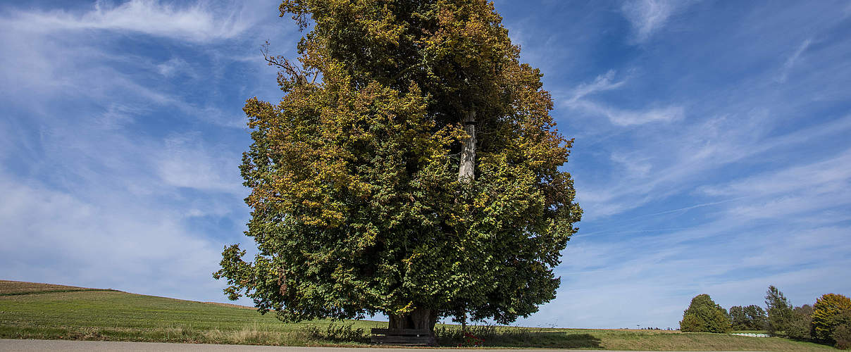 600 Jahre alte Sommerlinde bei Arndorf im Landkreis Erding, Deutschland, Bayern. © IMAGO / blickwinkel