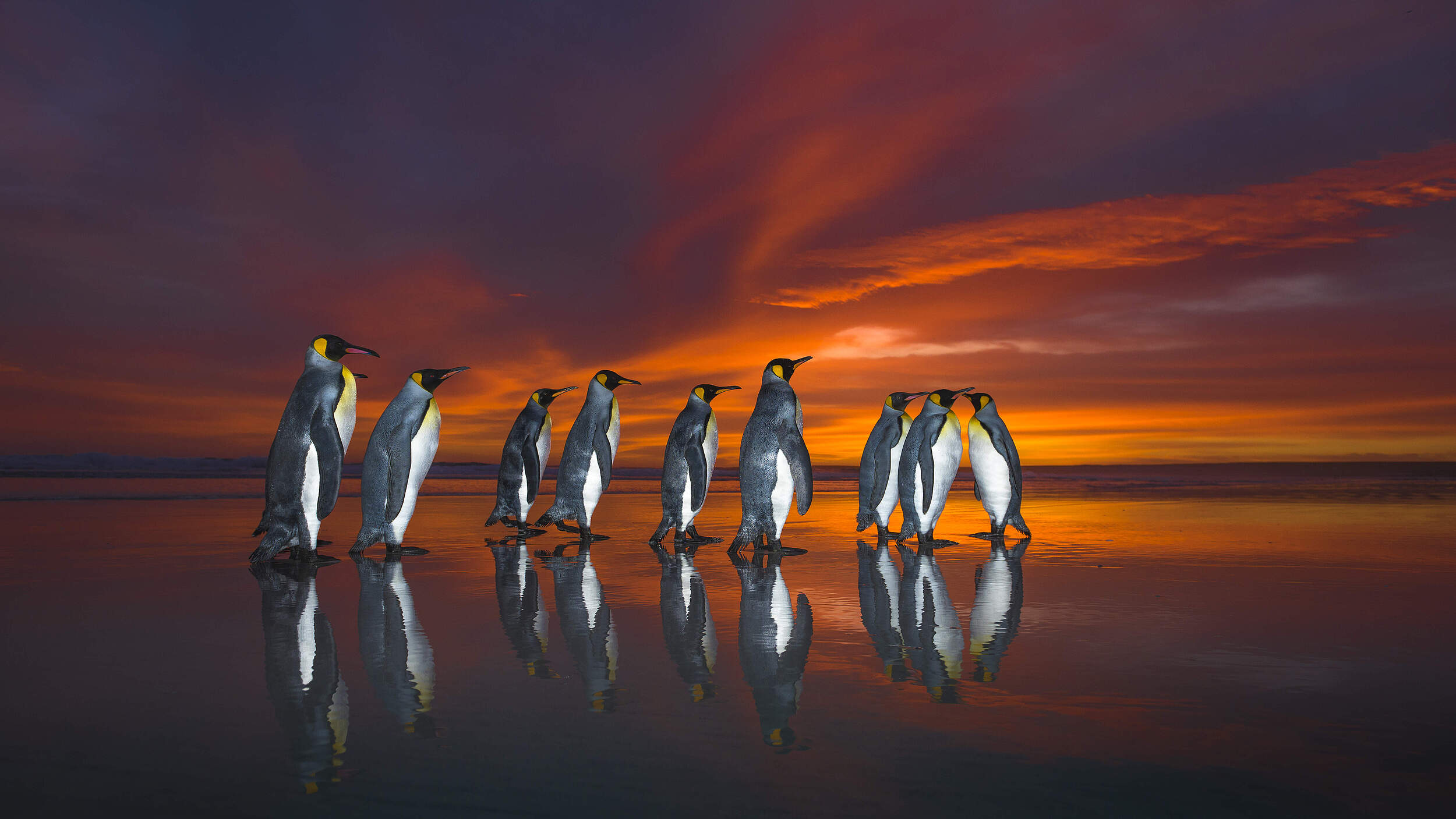 Königspinguine © naturepl.com / Wim van den Heever / WWF