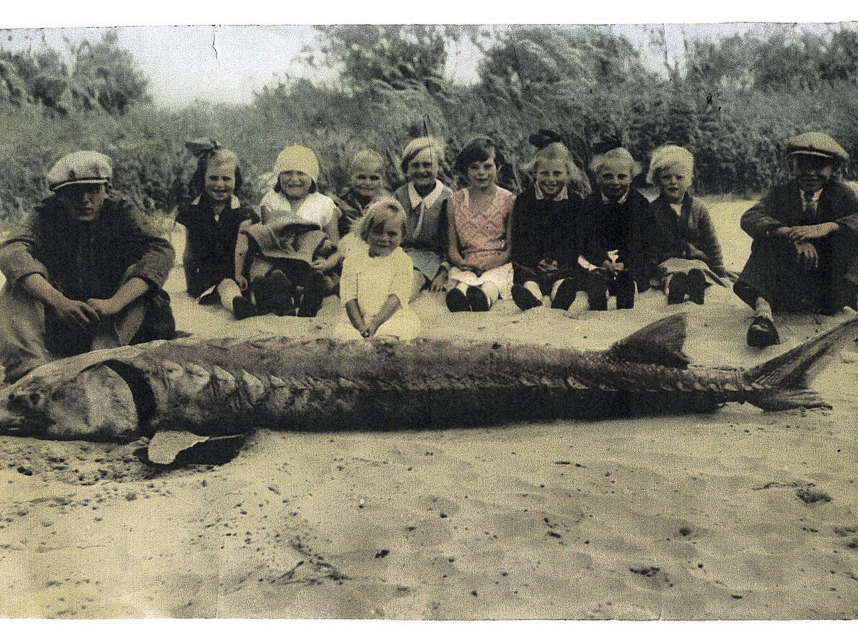 Dieser Stör wurde 1932 in der Elbe gefangen - 300Kg bei 3,5 Meter Länge © Heimatmuseum Arneburg