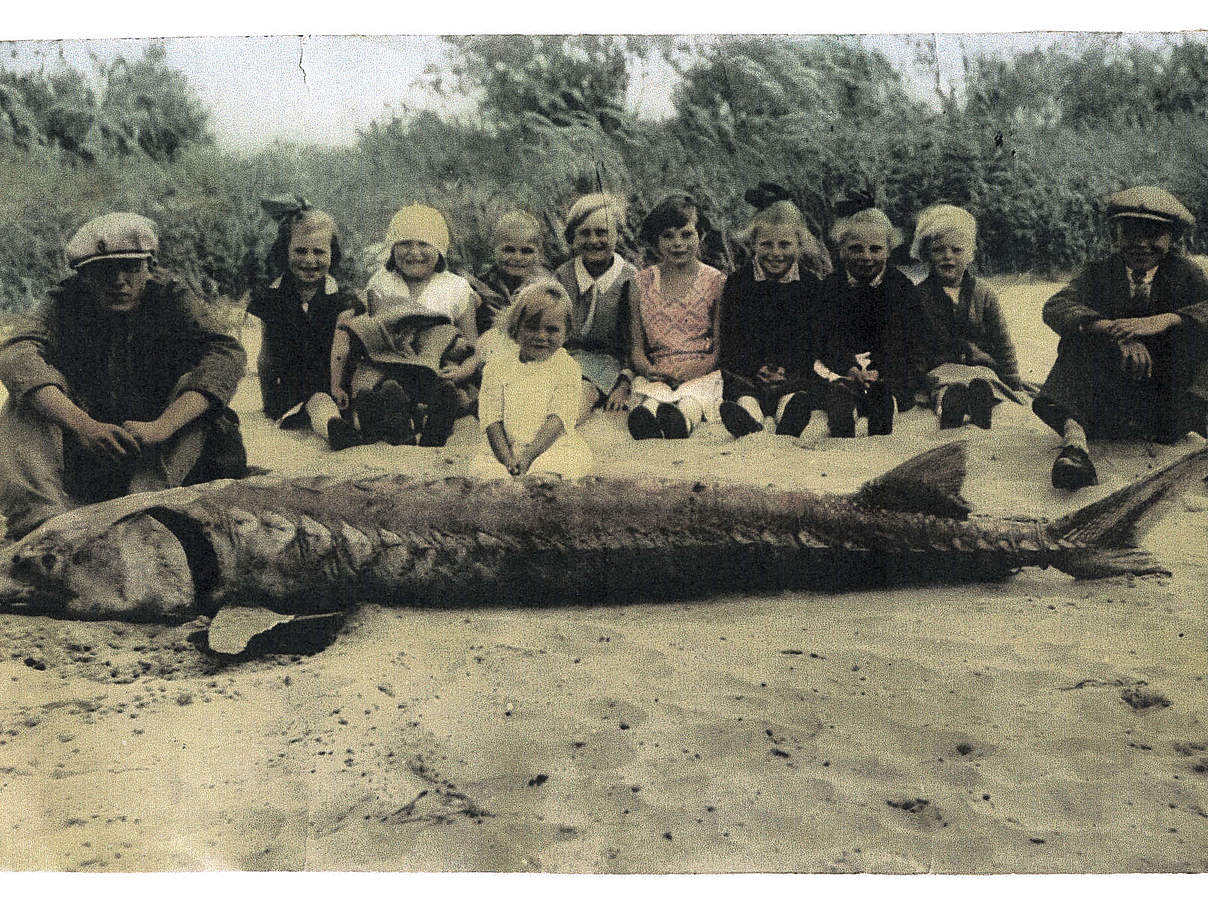 Dieser Stör wurde 1932 in der Elbe gefangen - 300Kg bei 3,5 Meter Länge © Heimatmuseum Arneburg Dieser Stör wurde 1932 in der Elbe gefangen - 300Kg bei 3,5 Meter Länge © Heimatmuseum Arneburg