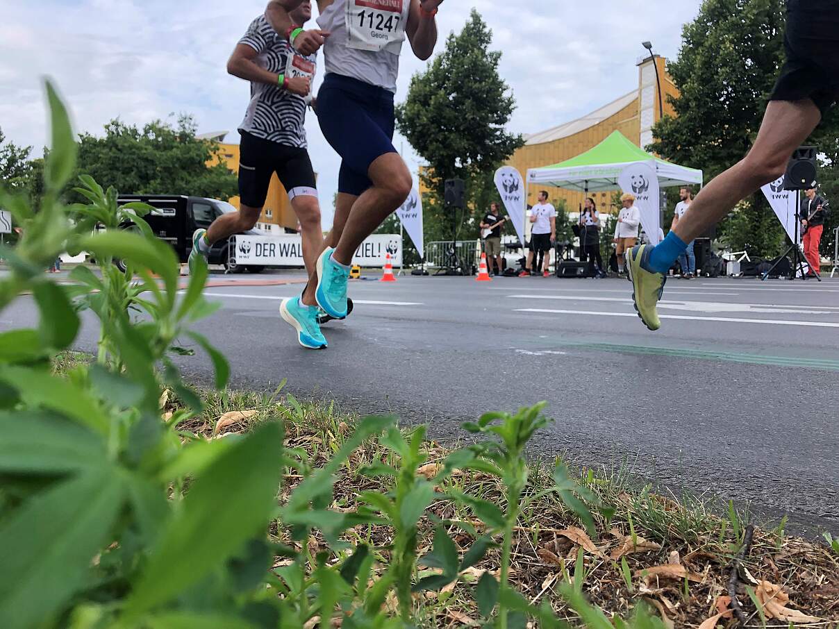 Läufer bei einem Halbmarathon 