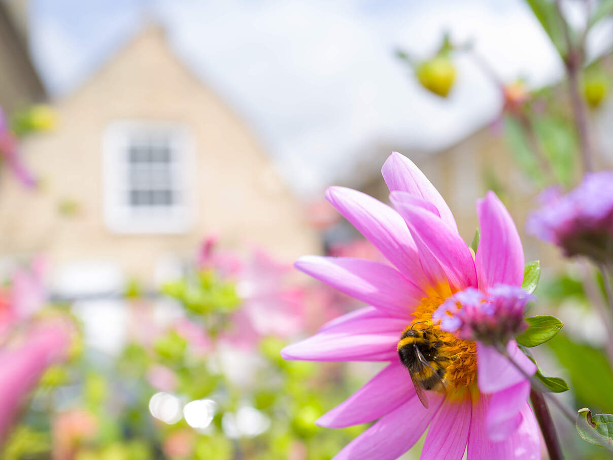 Blühende Insektenweide auf dem Balkon