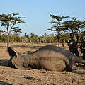 Die betäubte Elefantenkuh, ihre Herde im Hintergrund © Elephant Aware