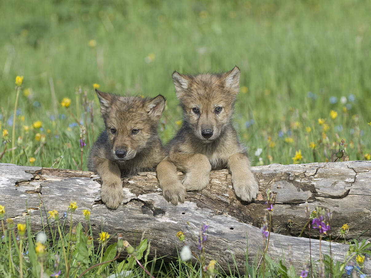 Jungtiere des Grauen Wolfs 