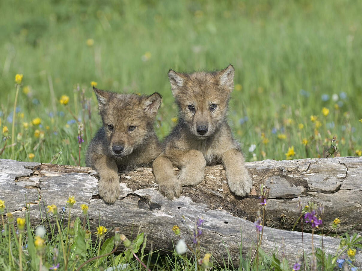 Jungtiere des Grauen Wolfs 
