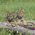 Jungtiere des Grauen Wolfs 