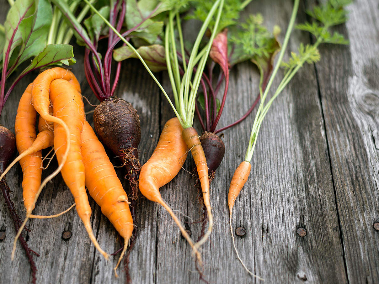 Karotten und rote Beete © moisseyev / iStock / Getty Images Plus