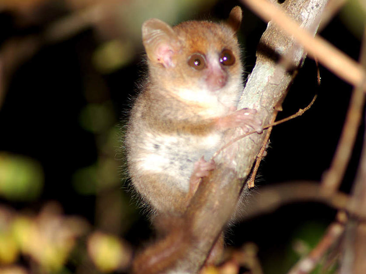 Die Lemuren sind vom Aussterben bedroht © Louise Jasper / WWF Madagascar