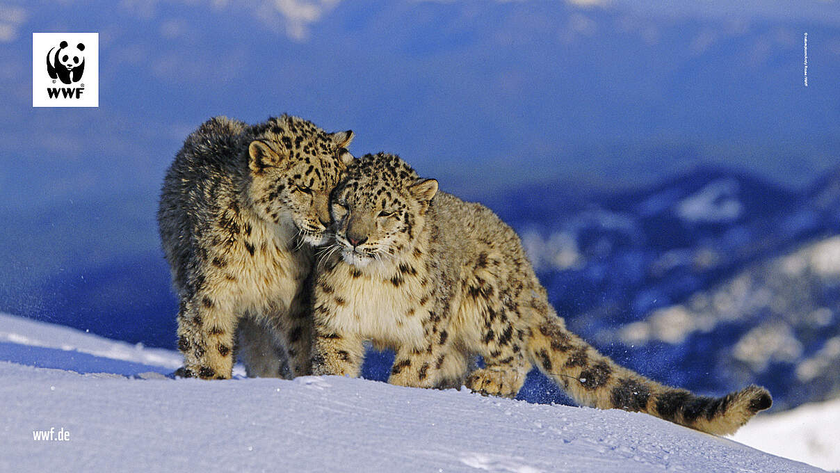 Hintergrundbild zu Ihrer Leoparden-Patenschaft © naturepl.com / Andy Rouse / WWF