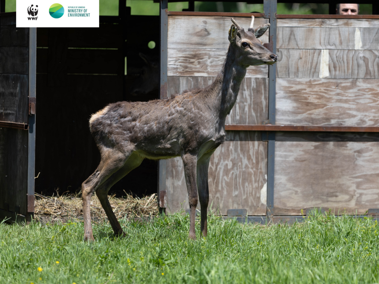 Maral vor Transportbox © WWF Armenien / Umweltministerium Armenien