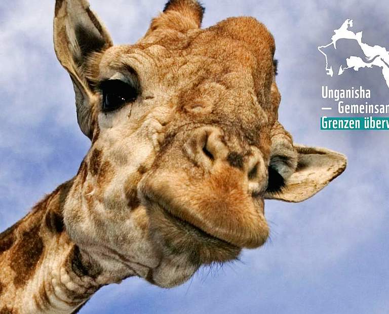 Giraffe © Martin Harvey / WWF