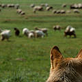 Wolf betrachtet Schafherde © Staffan Widstrand / WWF