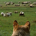 Wolf betrachtet Schafherde © Staffan Widstrand / WWF