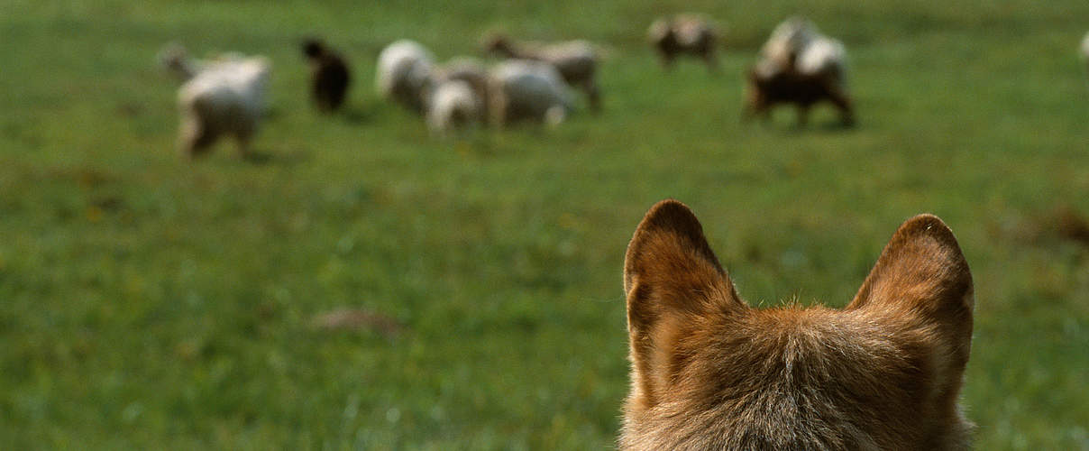 Wolf betrachtet Schafherde © Staffan Widstrand / WWF